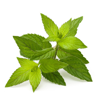 Peppermint – Must Have Essential Oil #2