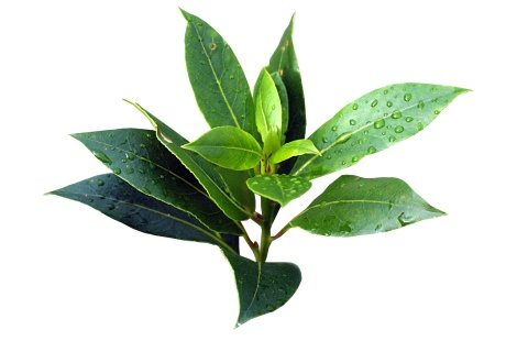 Tea Tree – Must Have Essential Oil #4