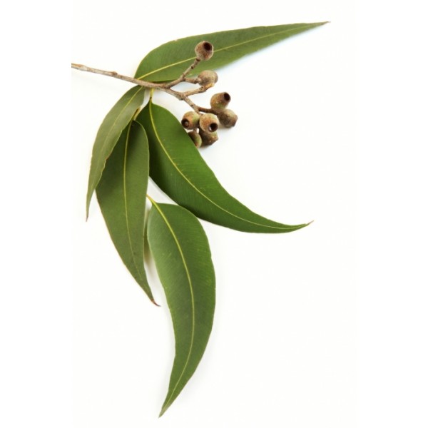 Eucalyptus – Must Have Essential Oil #3