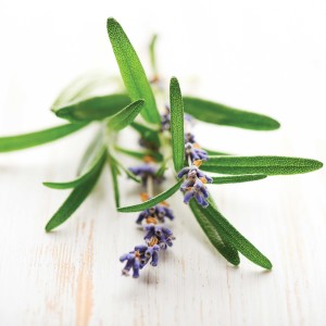 Rosemary Essential Oil Uses