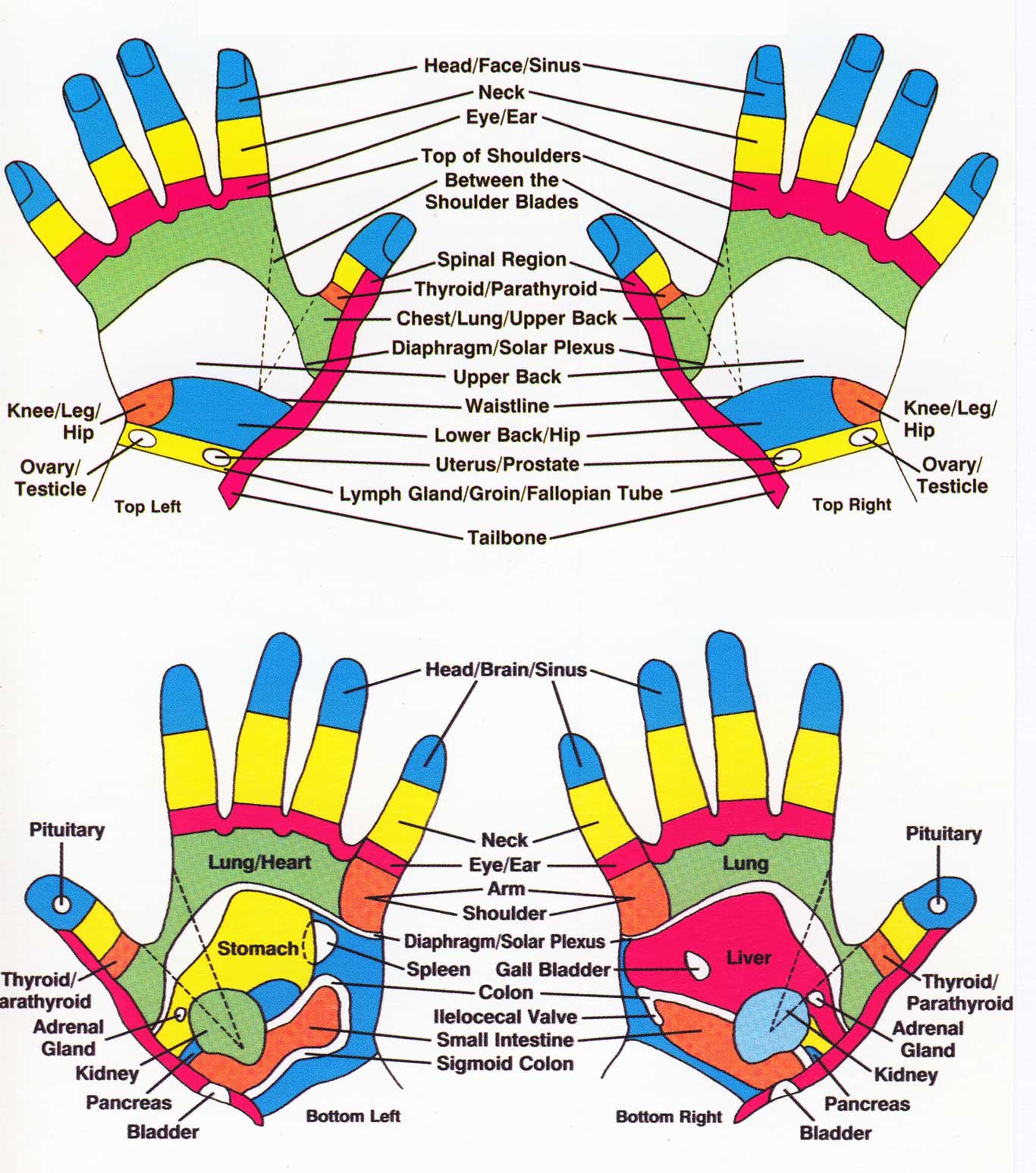 Hand Reflexology Chart - Aromatherapy Well Being